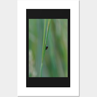 black ladybug Posters and Art